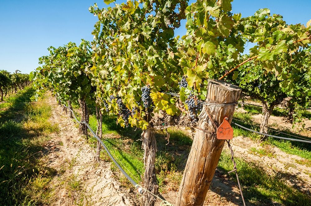 Washington State-Columbia Valley Old vine cabernet at Gamache Vineyard